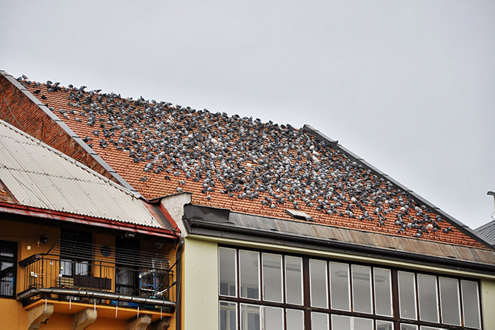 A2B Pest Control are able to install spikes to deter birds from roofs in Ongar. 