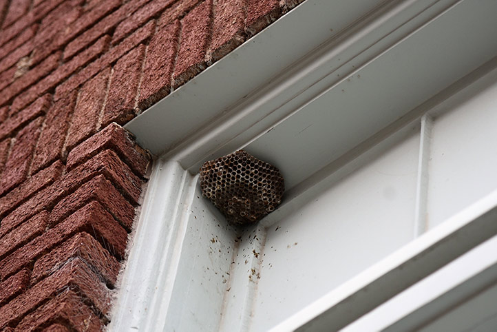We provide a wasp nest removal service for domestic and commercial properties in Ongar.